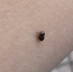 Clastoptera obtusa