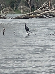 Microcarbo africanus