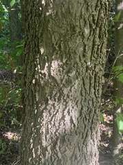 Celtis occidentalis