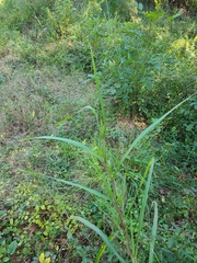 Panicum dichotomiflorum