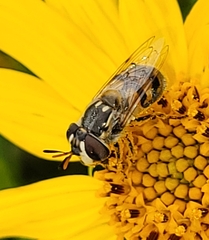 Copestylum marginatum