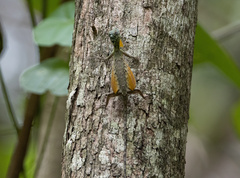 Draco