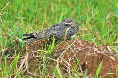 Chordeiles nacunda