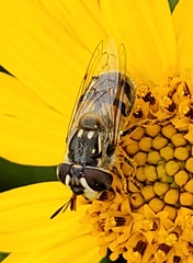 Copestylum marginatum