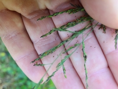 Panicum dichotomiflorum