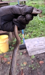 Mastigodryas alternatus