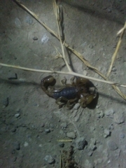 Anuroctonus pococki pococki