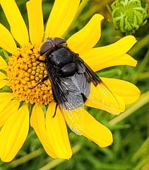 Copestylum violaceum