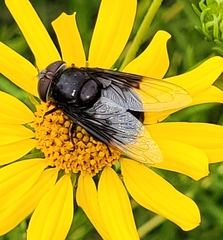 Copestylum violaceum
