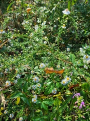 Symphyotrichum dumosum