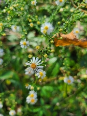 Symphyotrichum dumosum