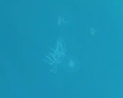 Polyorchis penicillatus