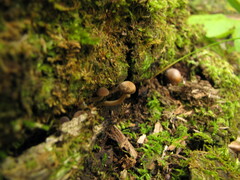 Arrhenia epichysium