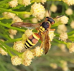 Megapterocheilus