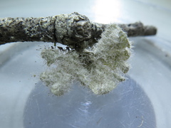 Heterodermia sorediosa