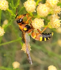 Megapterocheilus