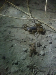 Anuroctonus pococki pococki