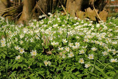 Anemonoides nemorosa