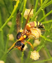 Megapterocheilus