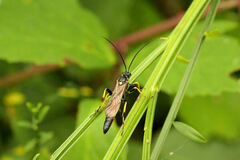 Ichneumon