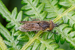 Haematopota pluvialis