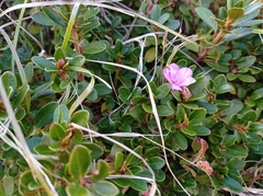 Rhododendron kotschyi