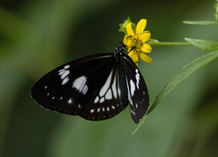 Euploea hewitsonii