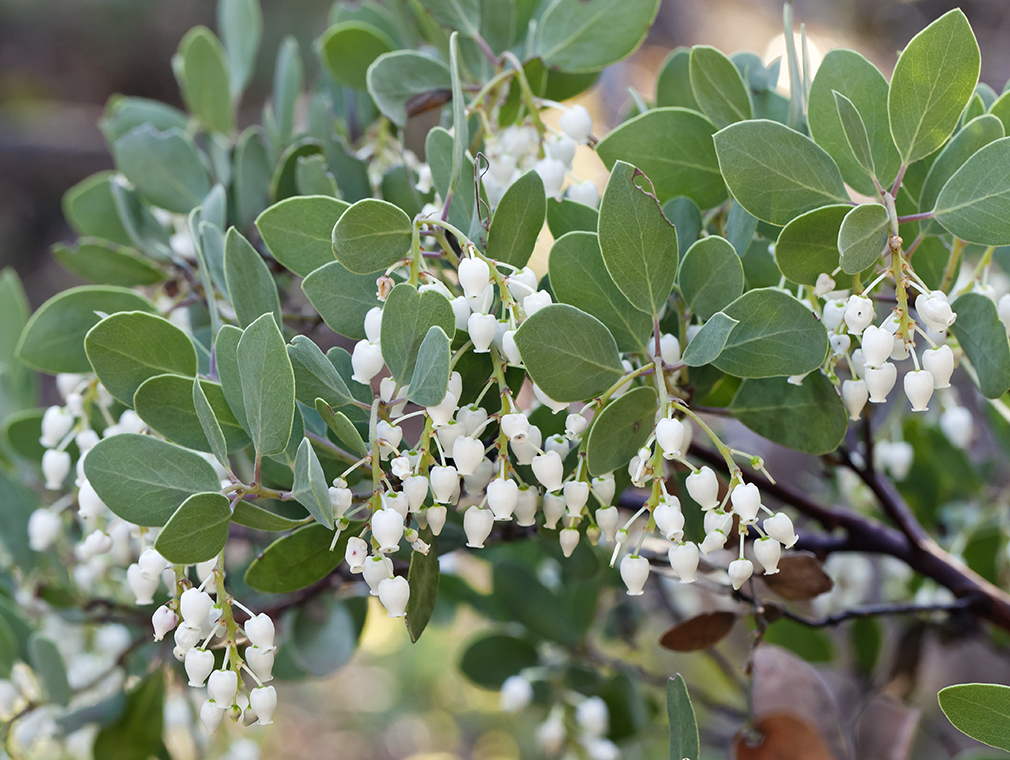 Arctostaphylos bakeri
