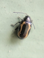 Phyllotreta striolata