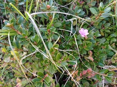 Rhododendron kotschyi