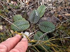 Brachyglottis bellidioides