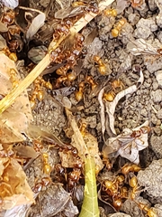 Acanthomyops