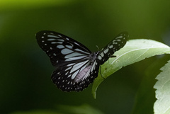 Ideopsis juventa