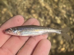 Notropis nubilus