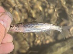 Notropis nubilus