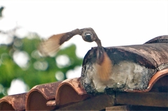 Hirundinea ferruginea
