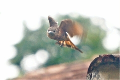 Hirundinea ferruginea