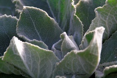 Verbascum pulverulentum