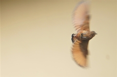 Hirundinea ferruginea