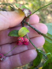 Euonymus atropurpureus