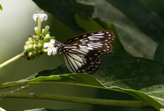 Ideopsis juventa