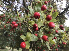 Crataegus persimilis