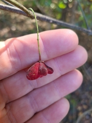 Euonymus atropurpureus