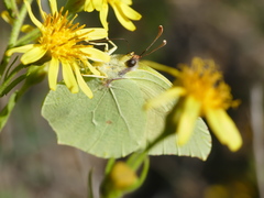 Gonepteryx cleopatra