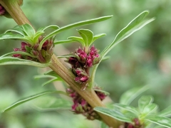 Amaranthus blitoides