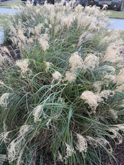 Miscanthus