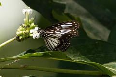 Ideopsis juventa