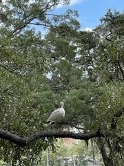 Eudocimus albus