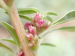 Amaranthus blitoides