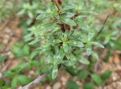 Amaranthus blitoides